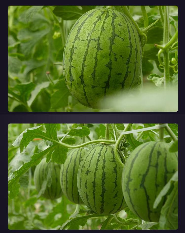 清苑果蔬