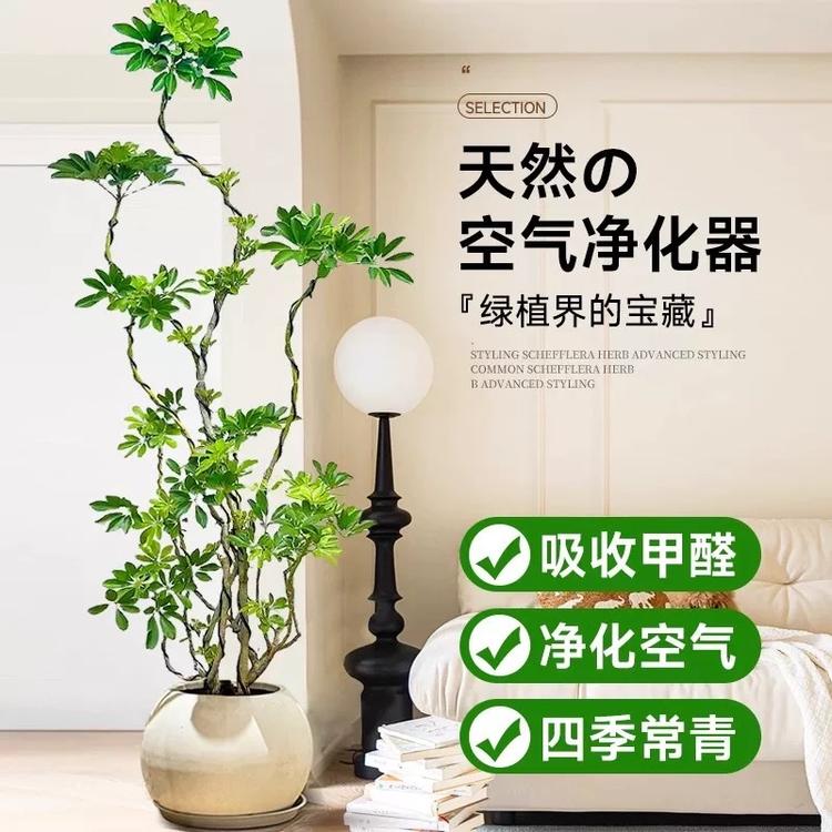 鹏辰绿植