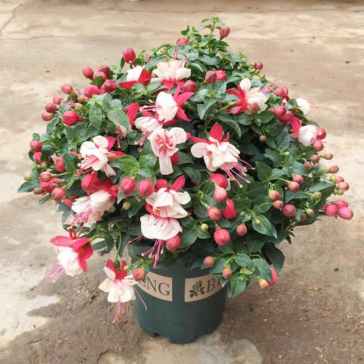 花漾时光园艺
