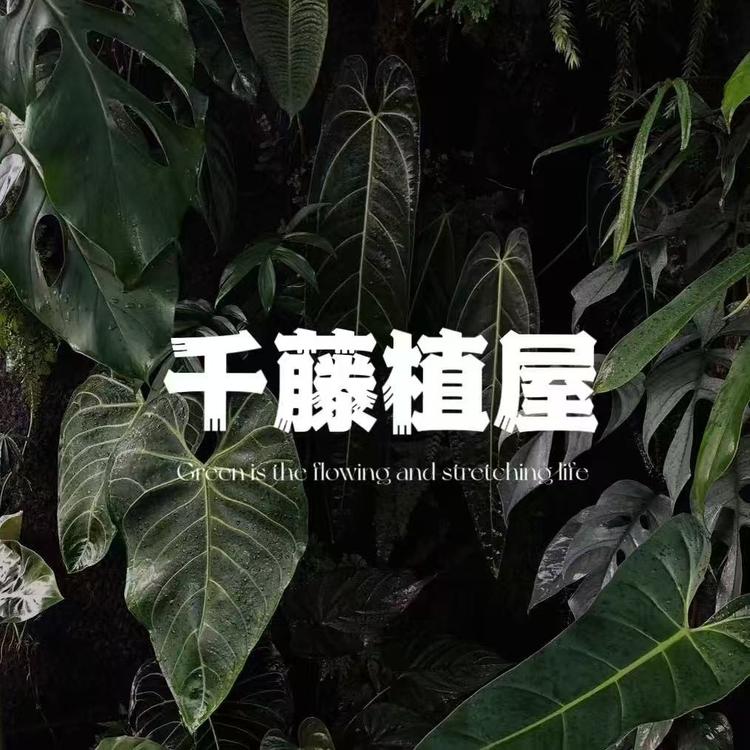 千藤植屋