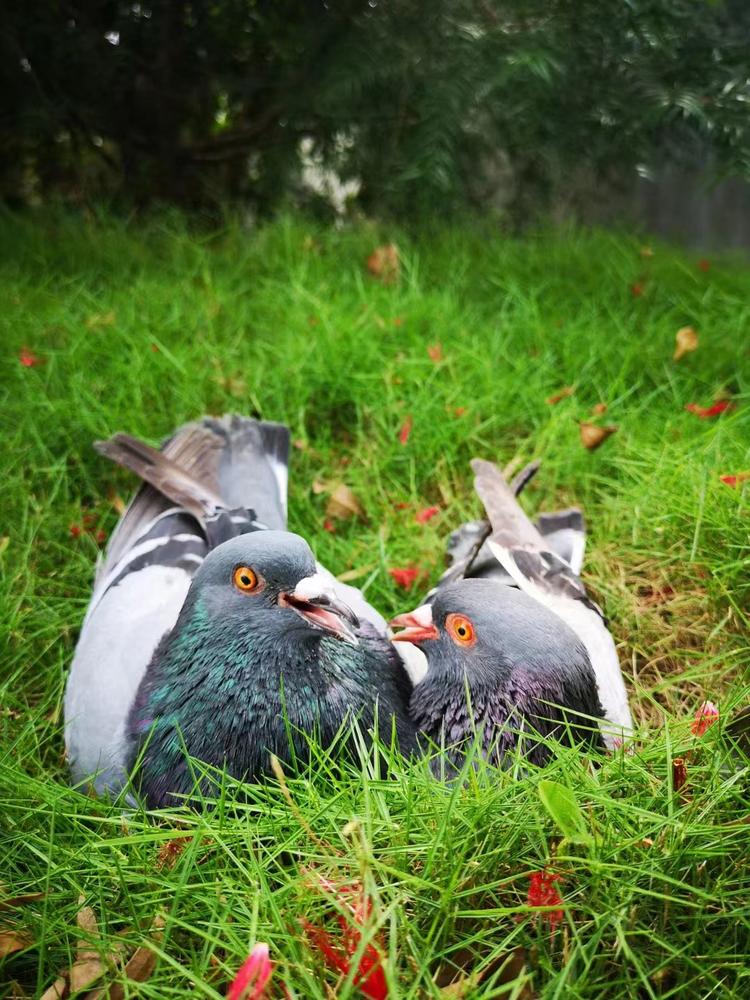 来合力鸽业企业店