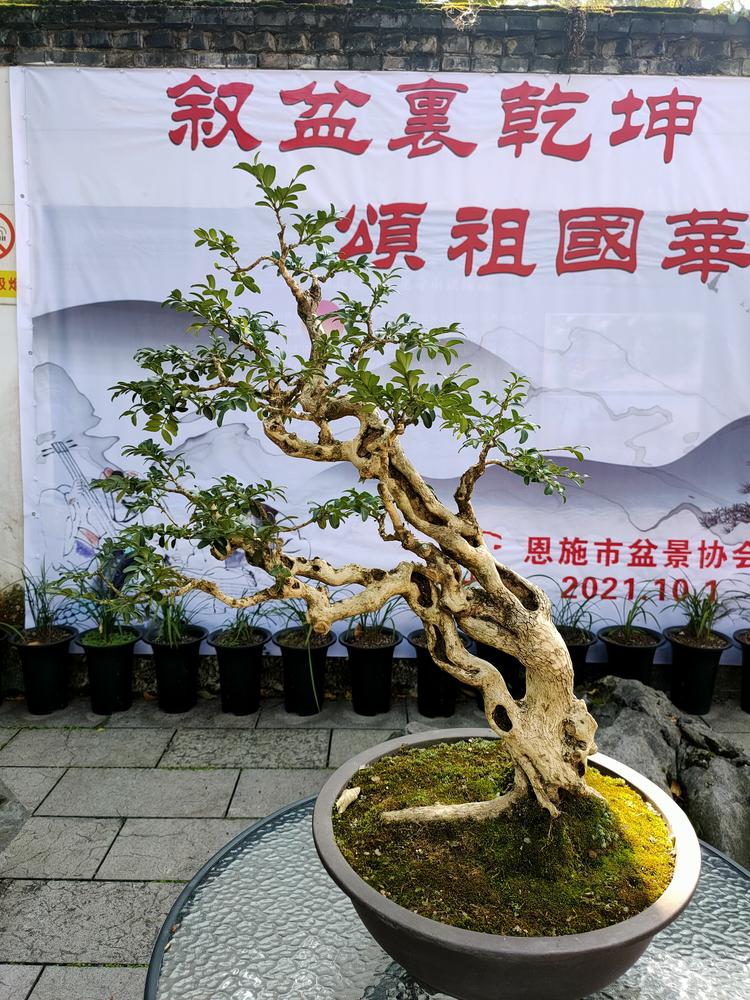 慧园盆景经营部