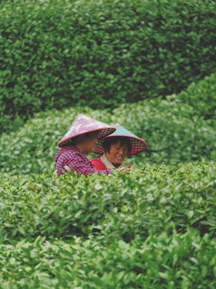 绅蓝茶业