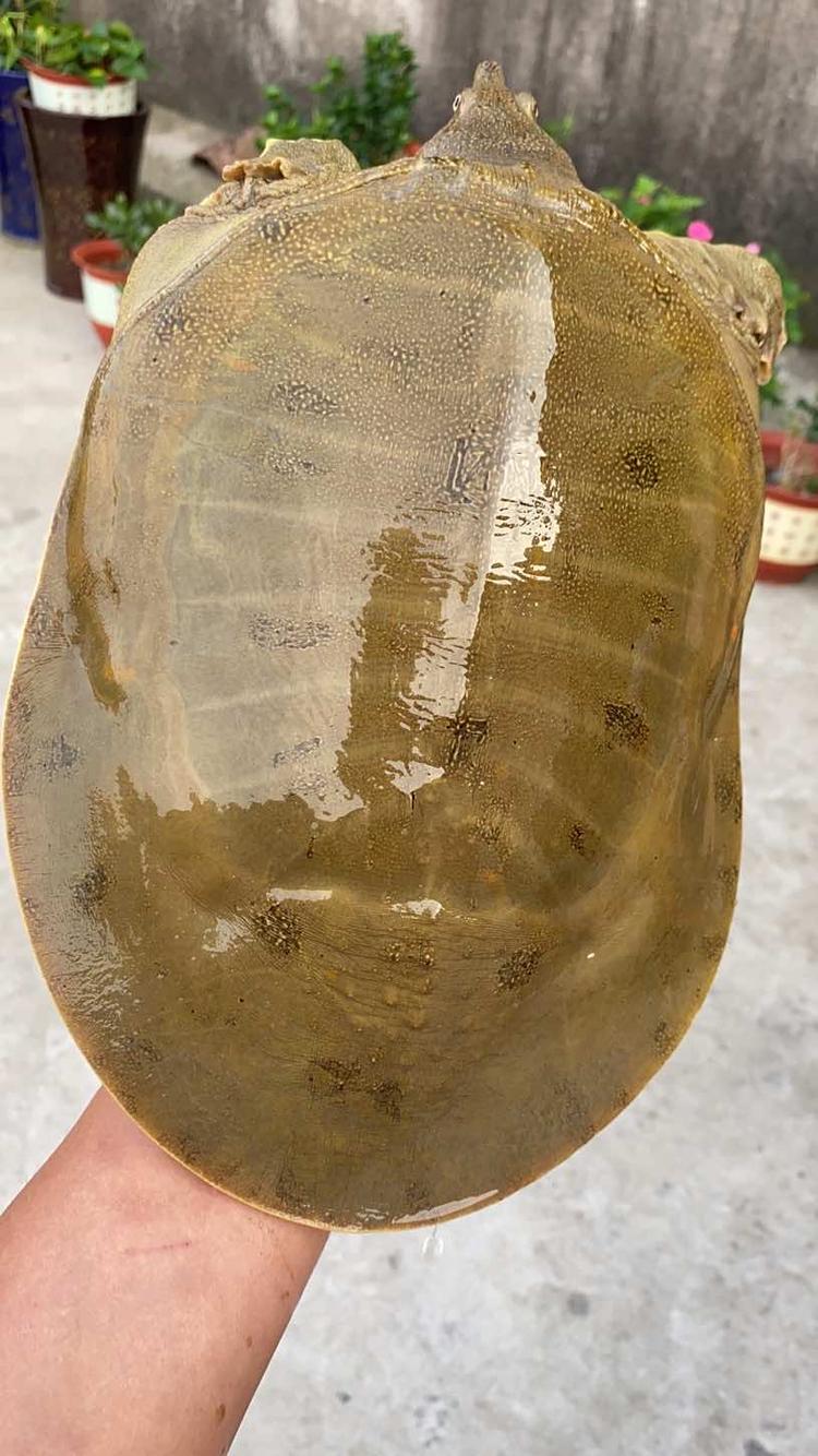 荆州市荆州区农夫龟鳖养殖专业合作社的小店