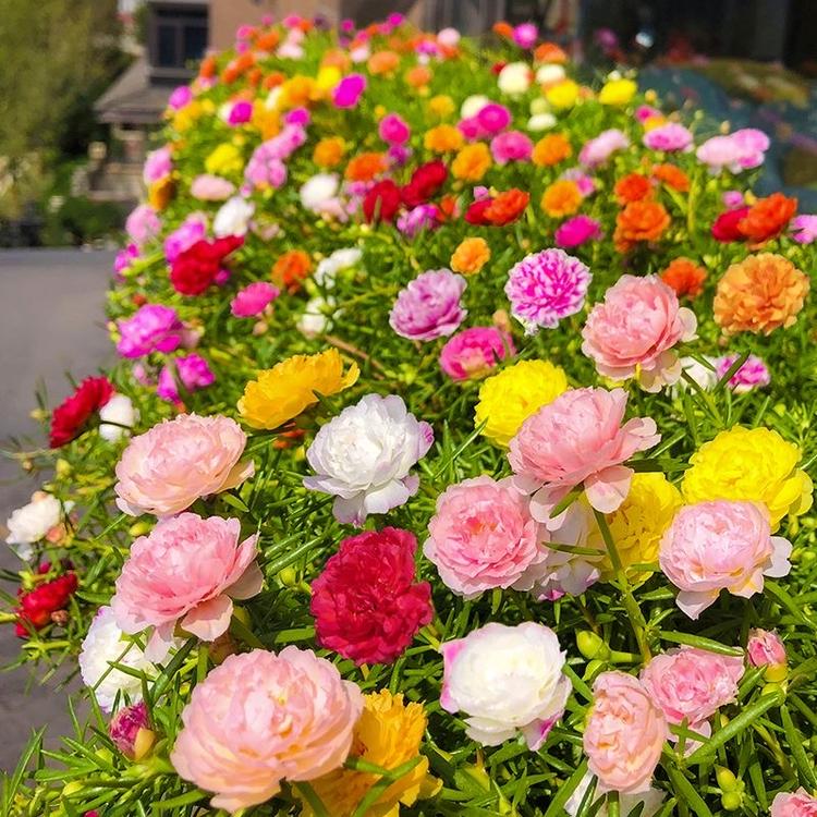春小院花卉园艺