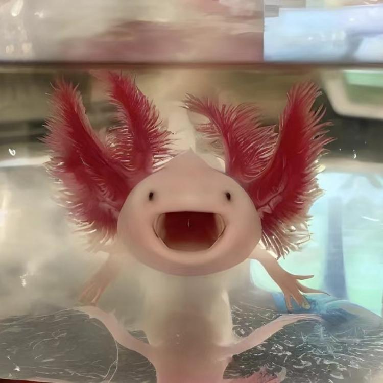 小莫的六角恐龙