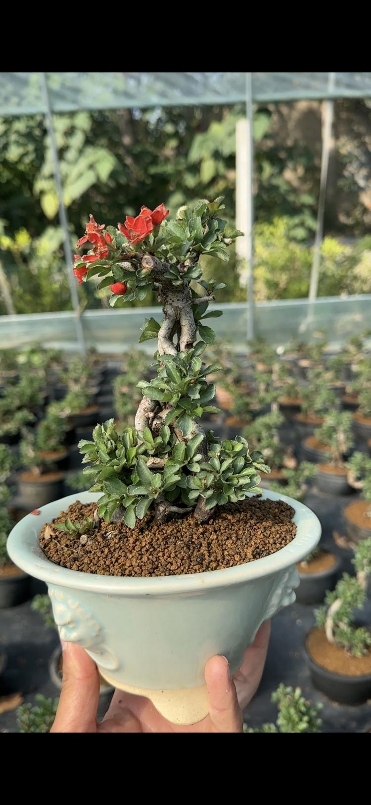 南院芳香园艺经营部