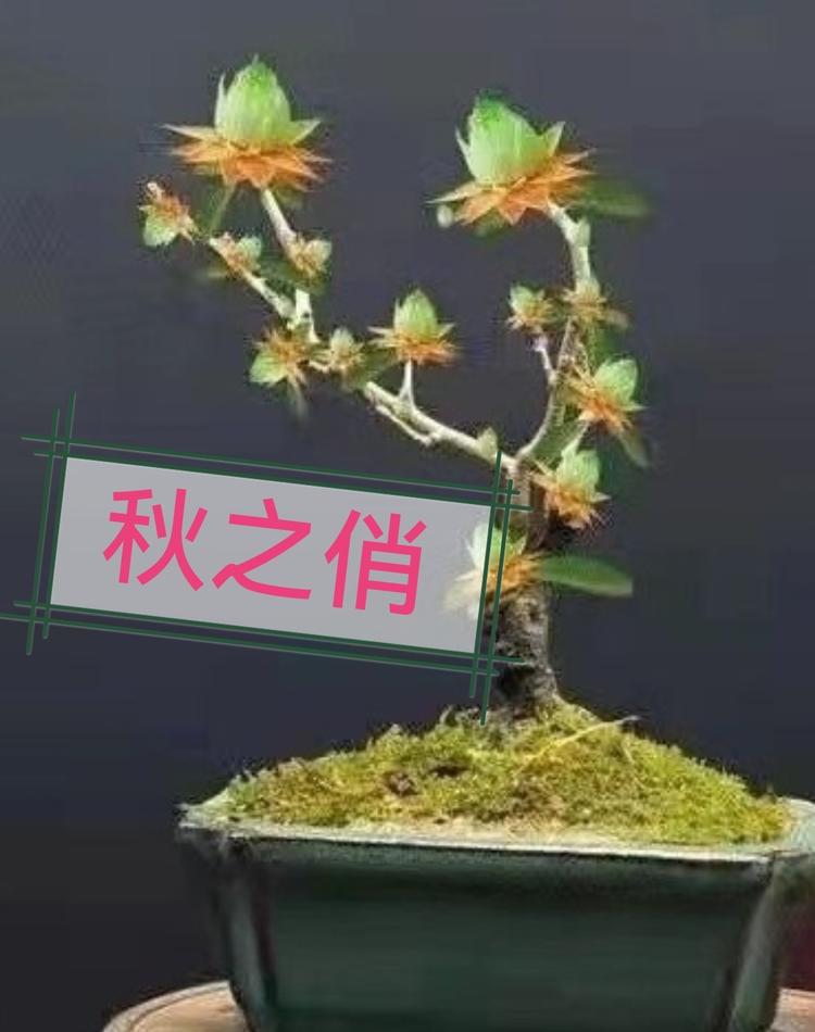 秋之俏