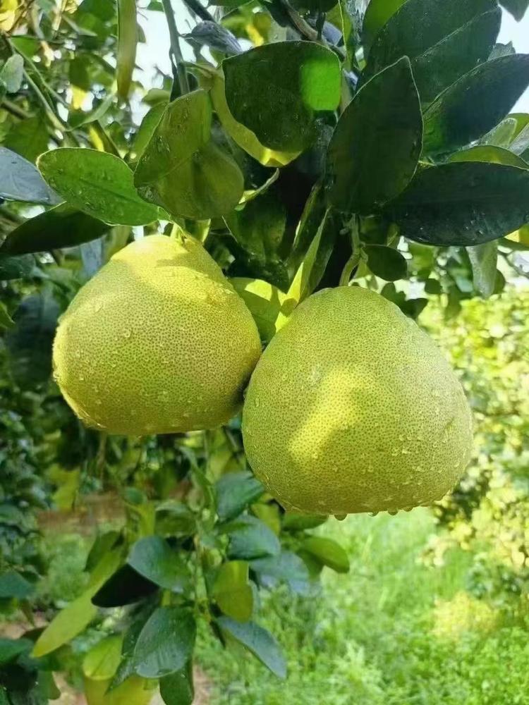 山成文旦柚