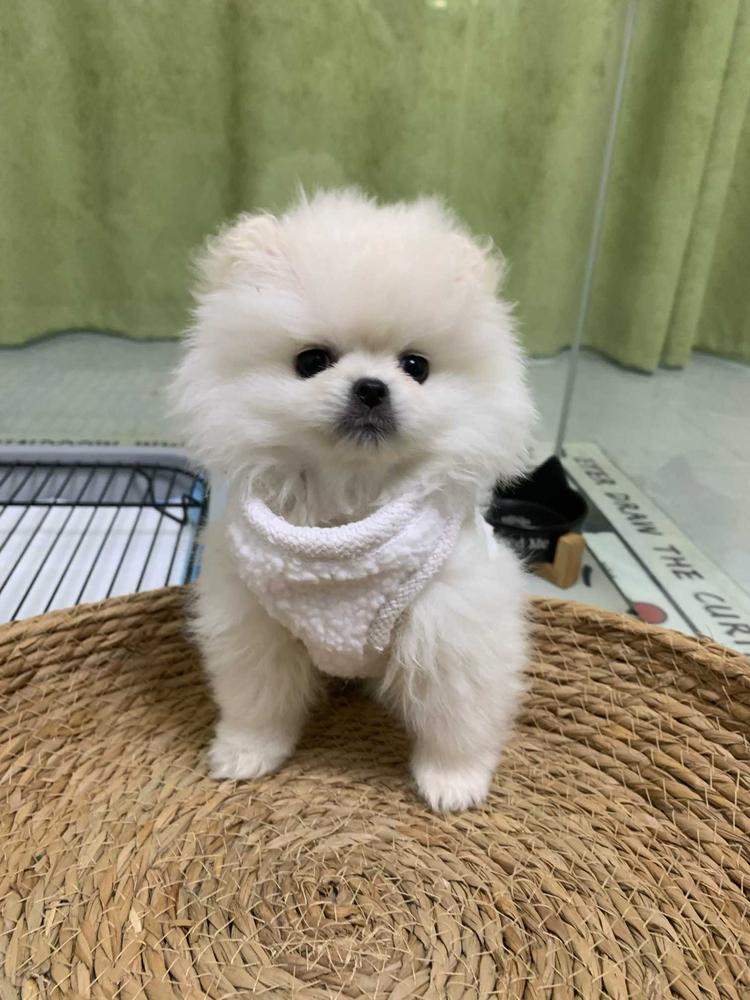 叮咚熊熊