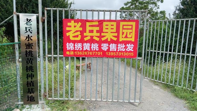 嘉善水果黄桃水蜜桃