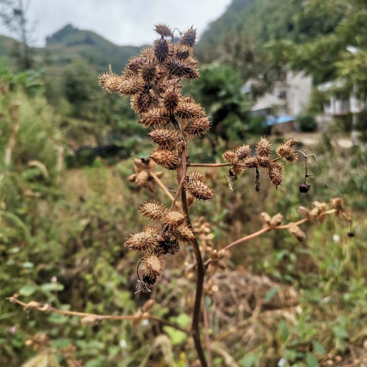 黔农苗岭山货