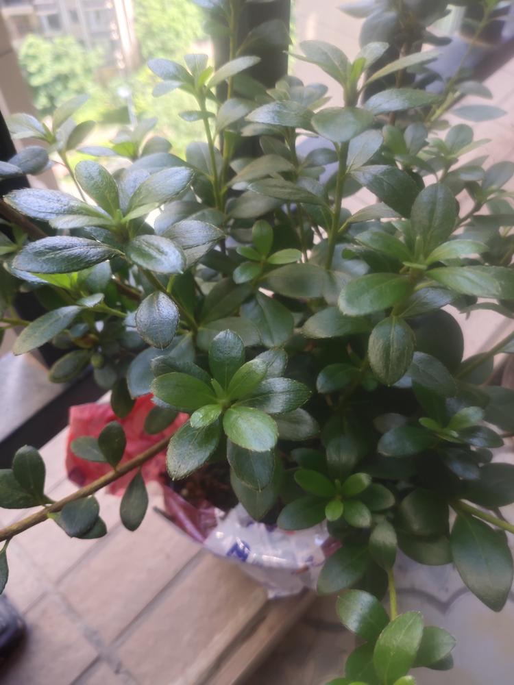 华芸鲜花