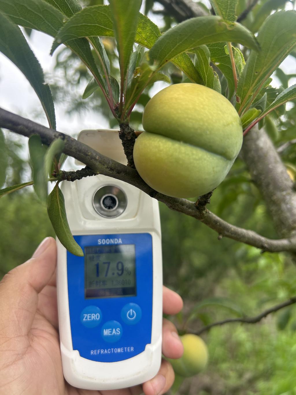 镇宁自治县聚果香种植园