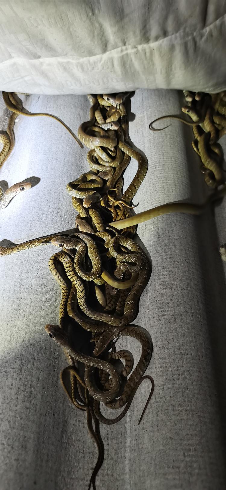 漳浦县盘陀镇小刘养蛇场的小店