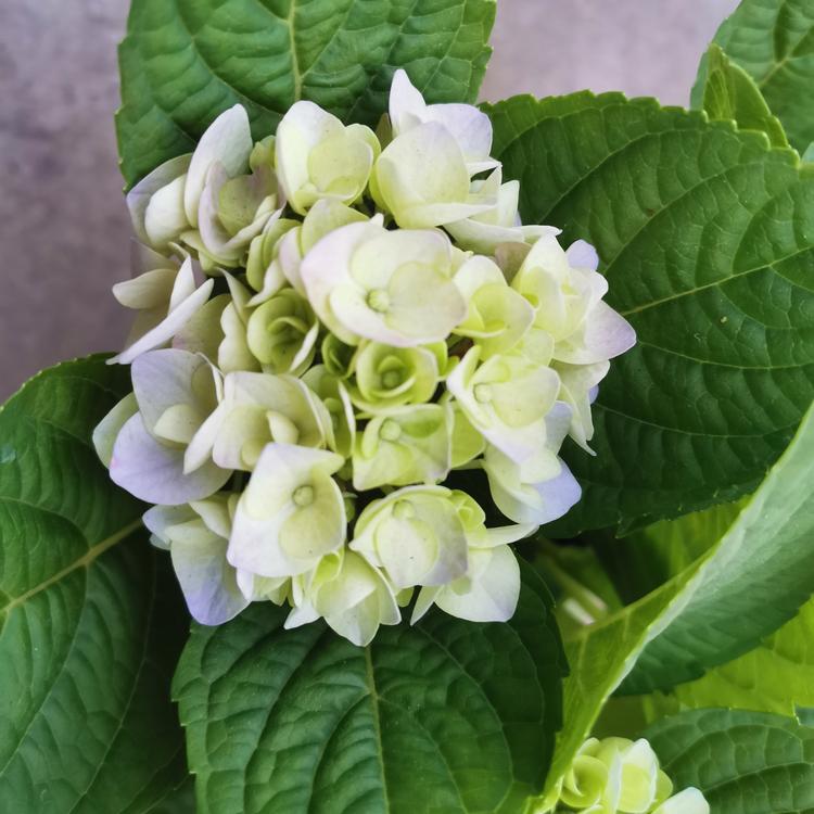 花开见月明