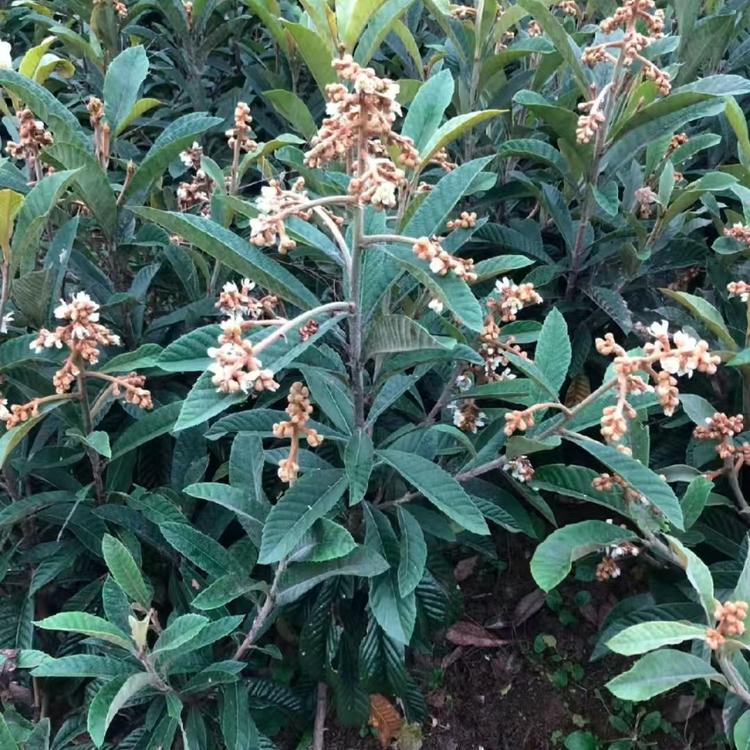 小叮当种植果树苗