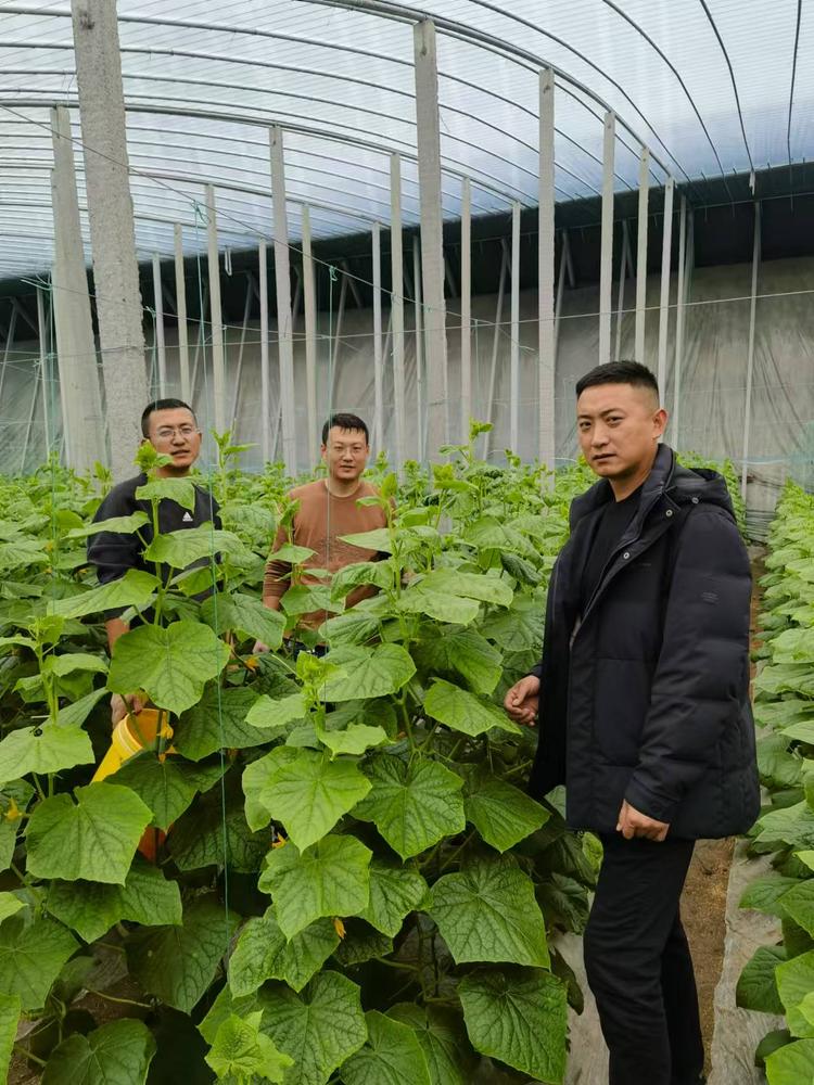 达龙种植农场