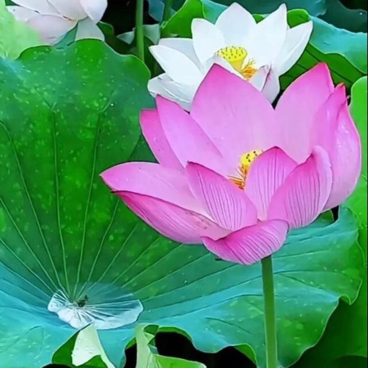 农村特色生态