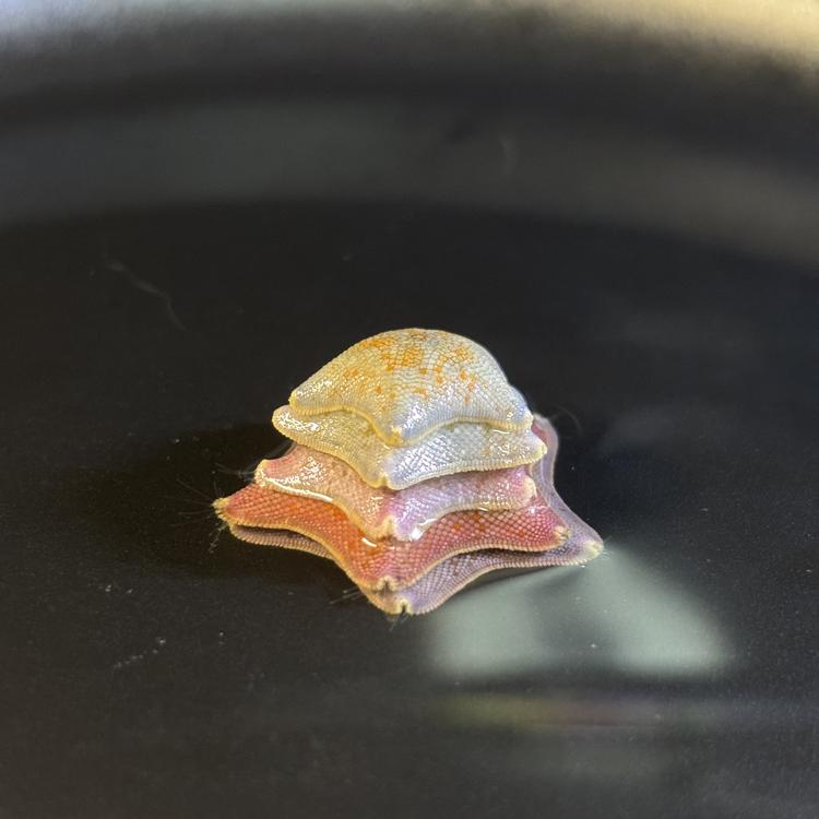 汉堡的星星