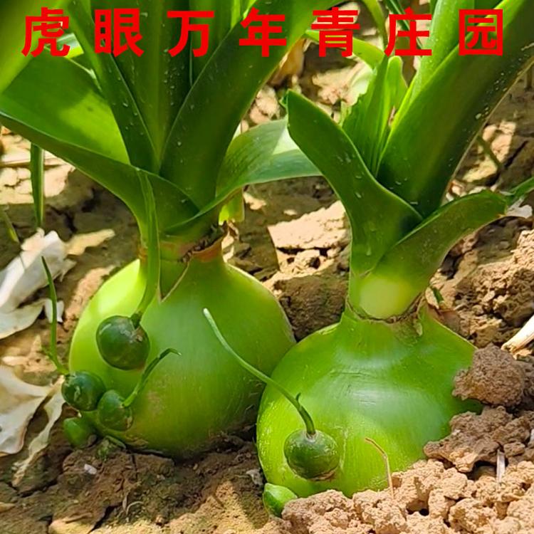 虎眼万年青庄园