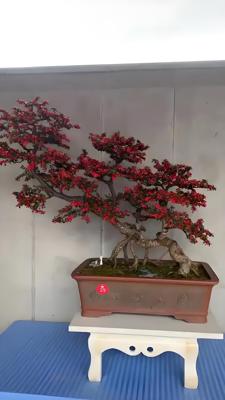 景尚添花绿植盆景