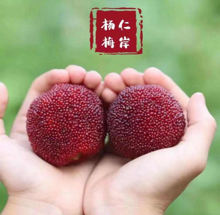 阿娇农庄仙居东魁杨梅
