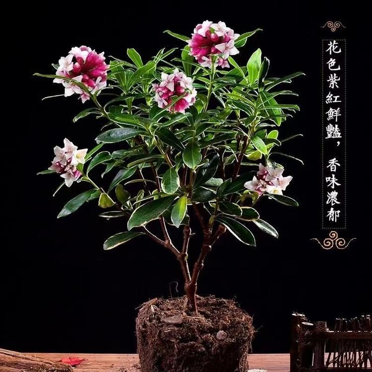 豪尊花卉经营部