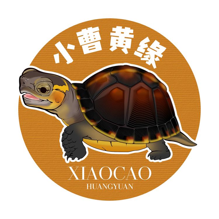 小曹黄缘甄选