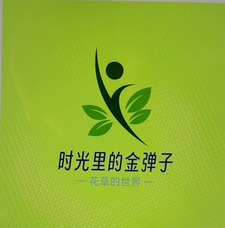 时光里的金弹子