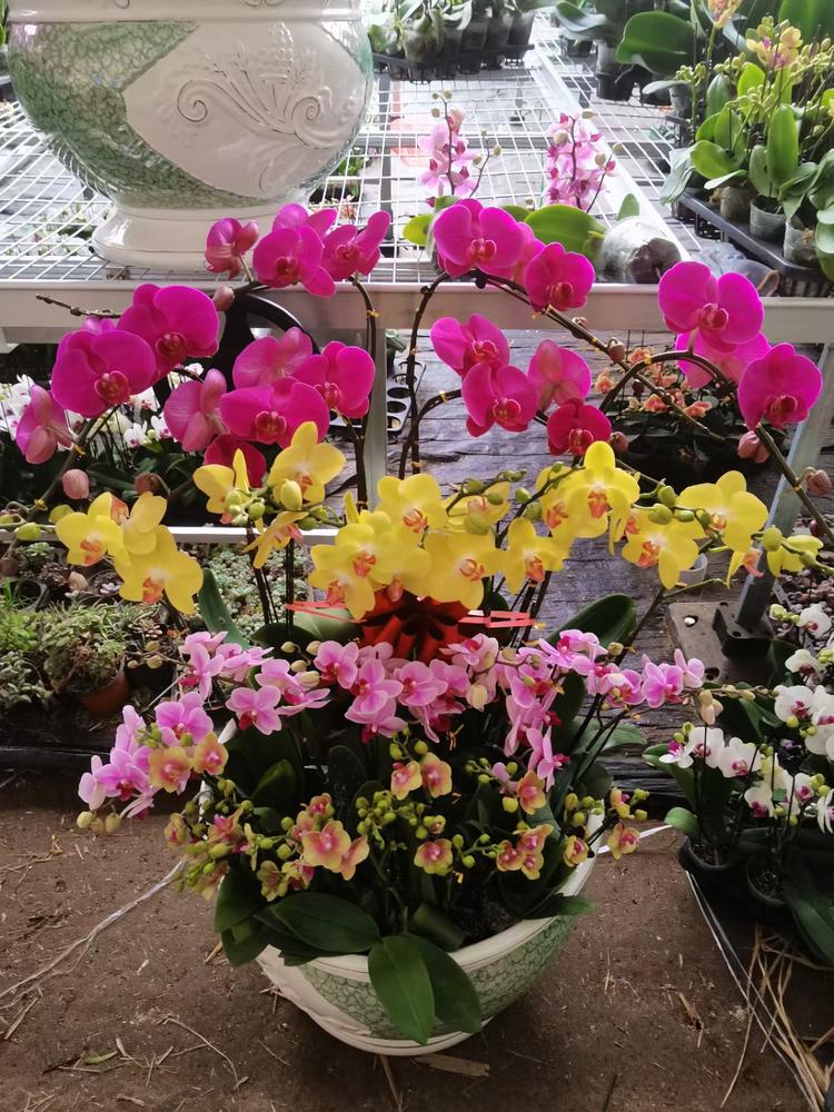 广饶县金鸣花卉超市的小店