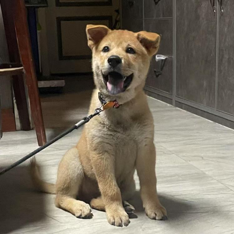 广西珍犬精品小铺
