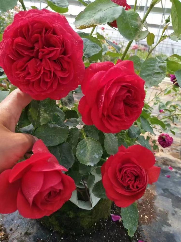 花音谷蒙赛果树苗木专卖店