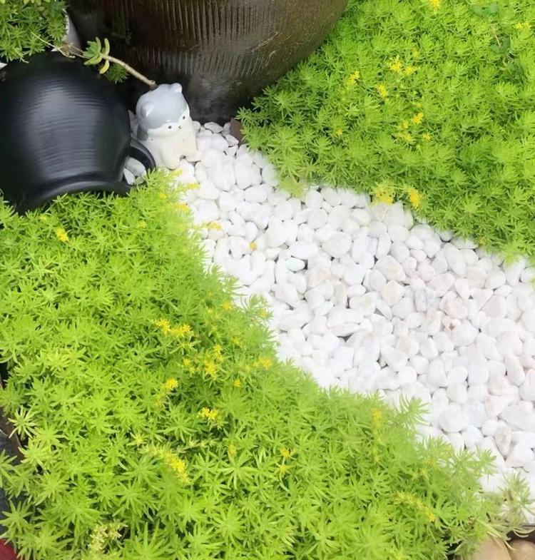 宝山室内外花境绿植花卉批发之龙东创景