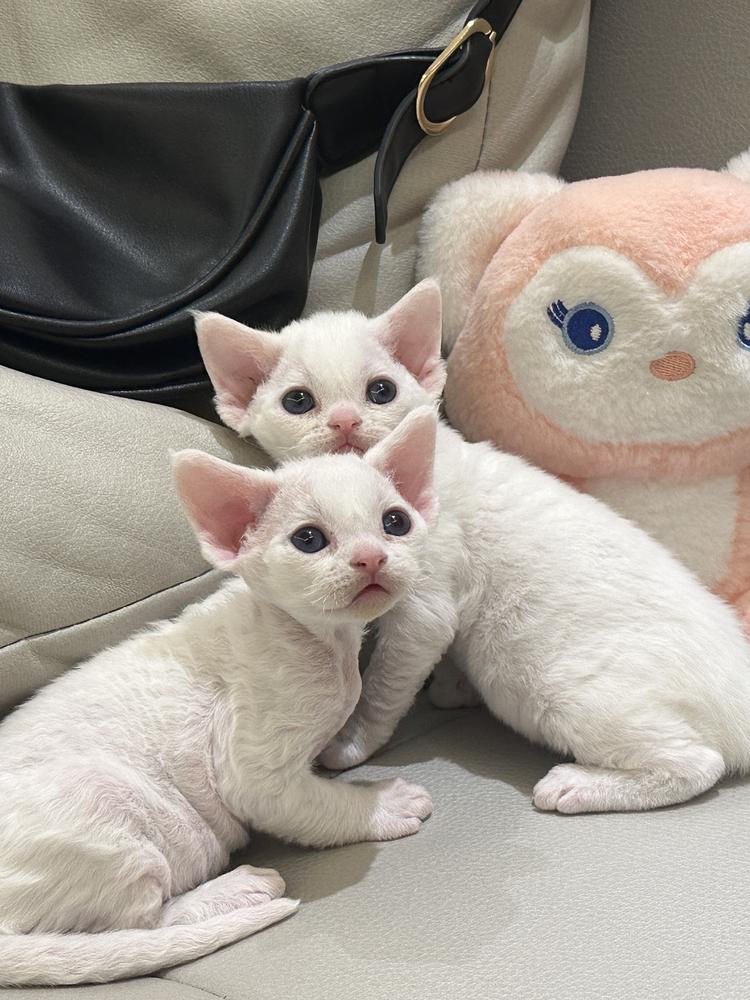 微卷德文卷毛猫