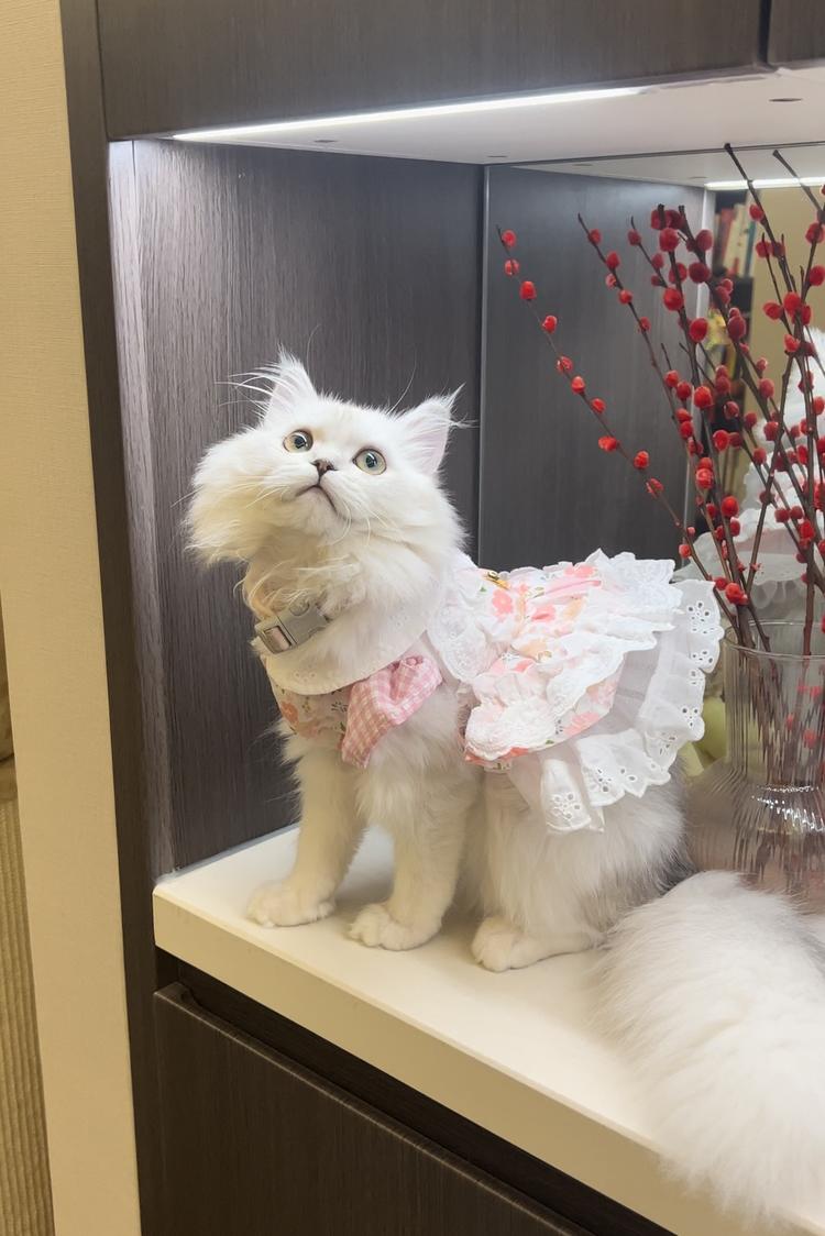 甜心宝贝宠物集合店