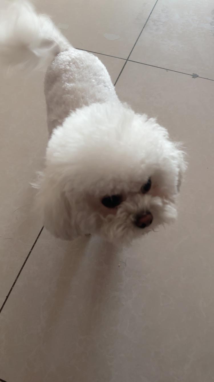 比熊乖乖