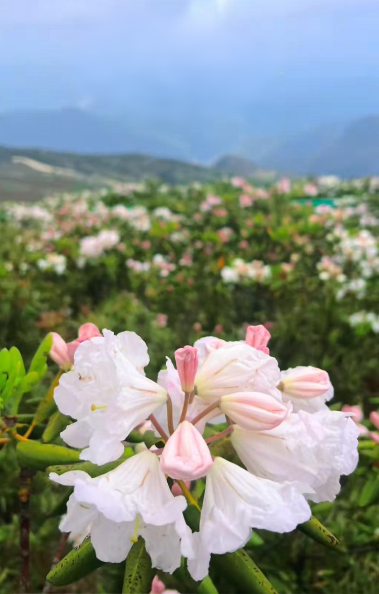 花解语盆景