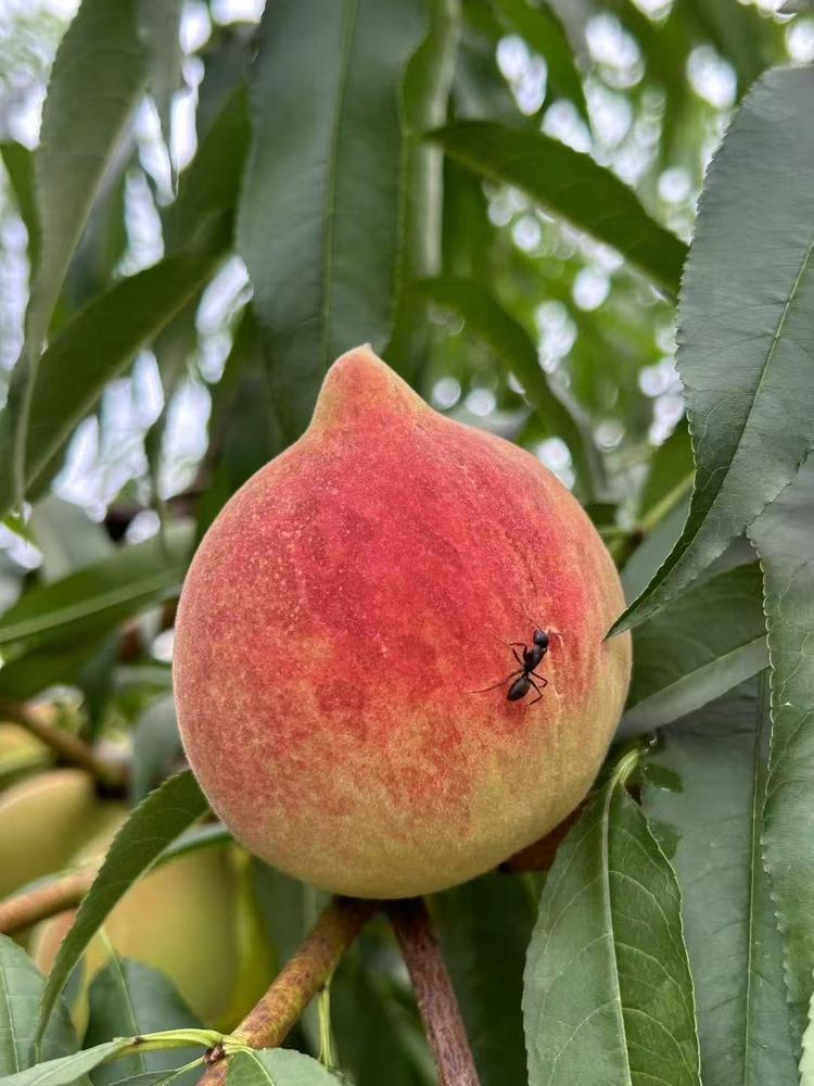 强记鹰嘴水蜜桃