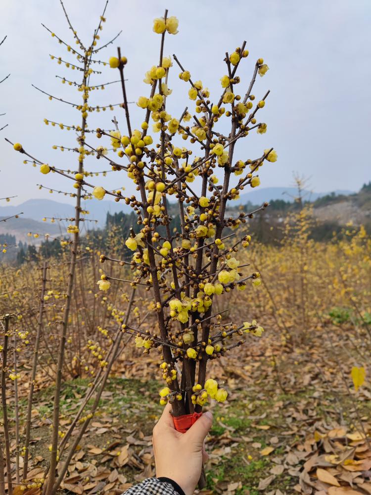 素心腊梅鲜切花