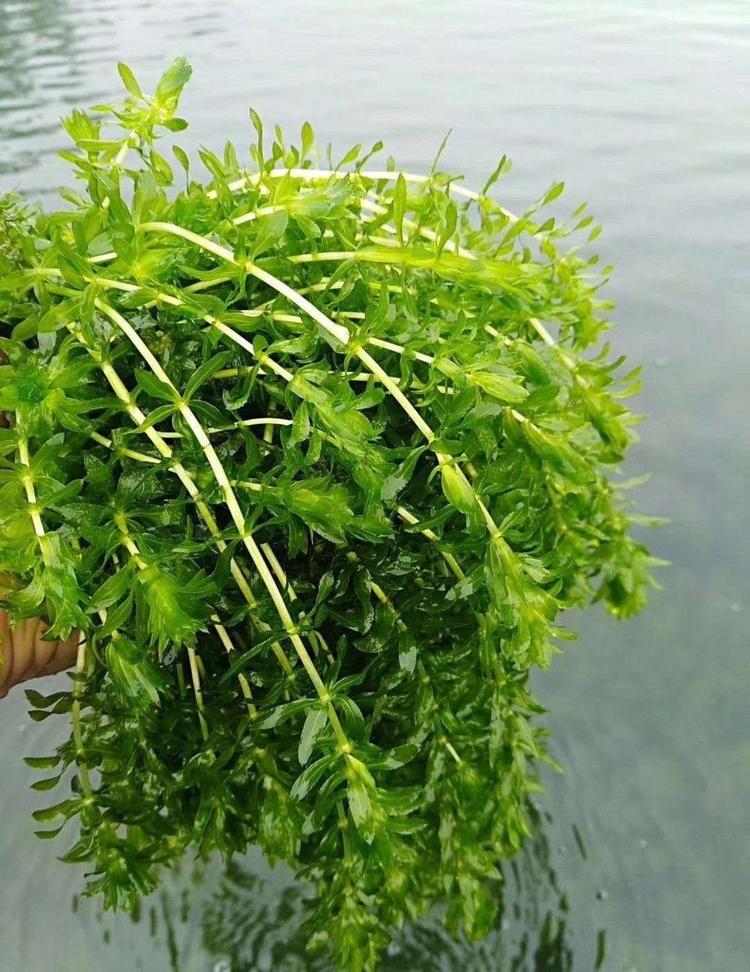 重庆市大足区美然生态农业场的小店