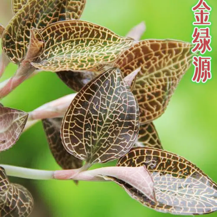 金绿源