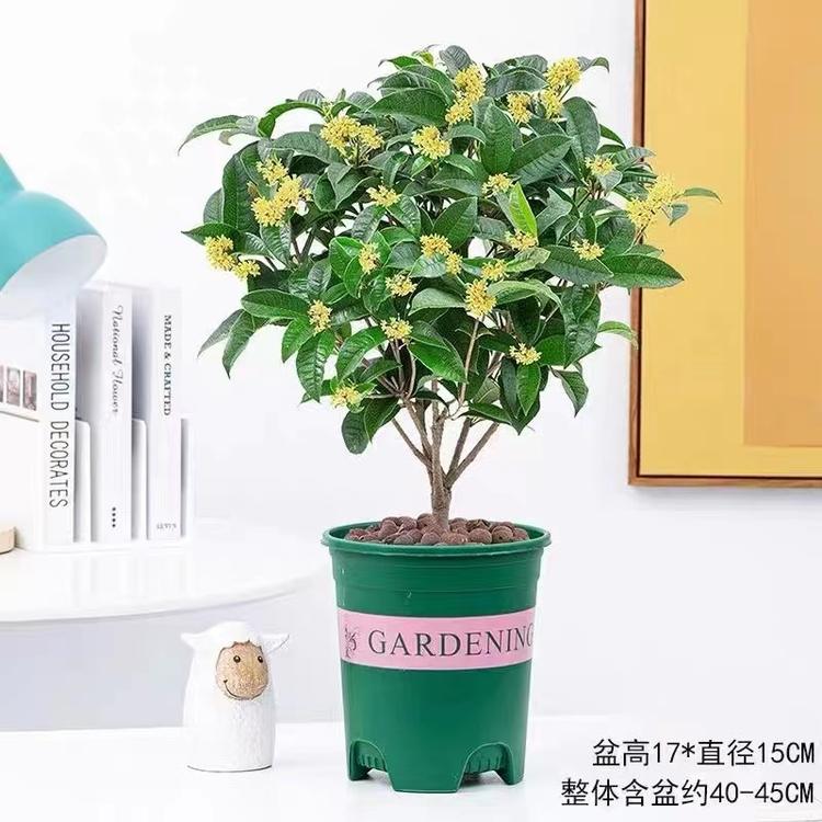 下西桃苗果树苗木专卖店