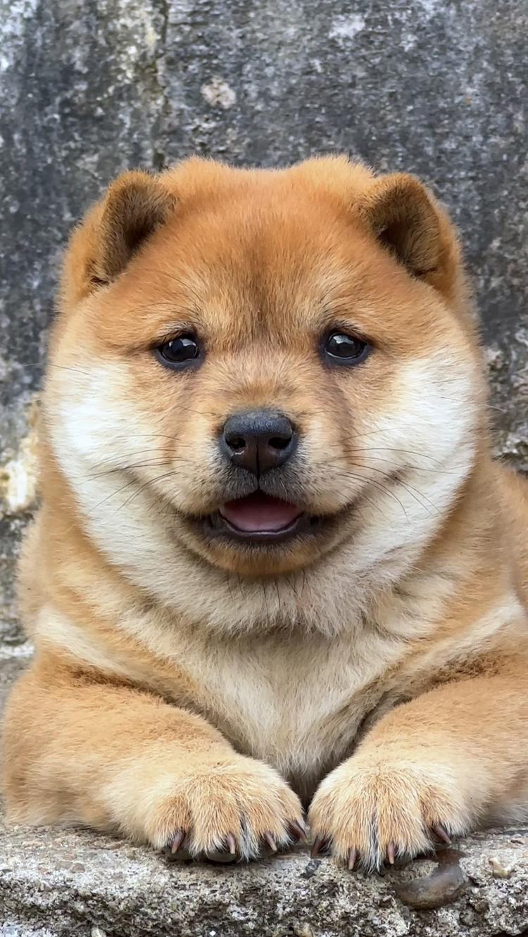 雯奕田园犬宠物店