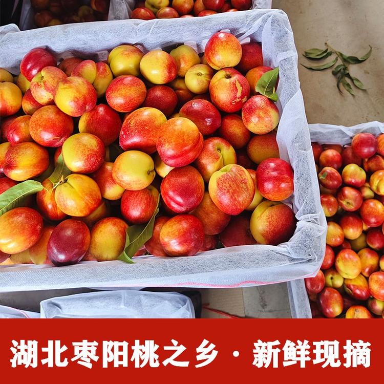 枣阳李子供应链
