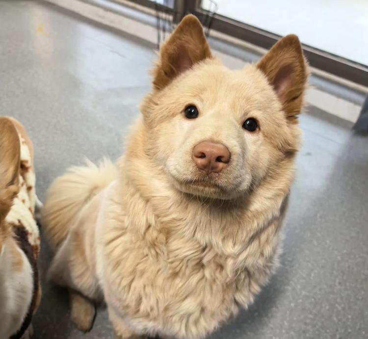 田园神犬甄选