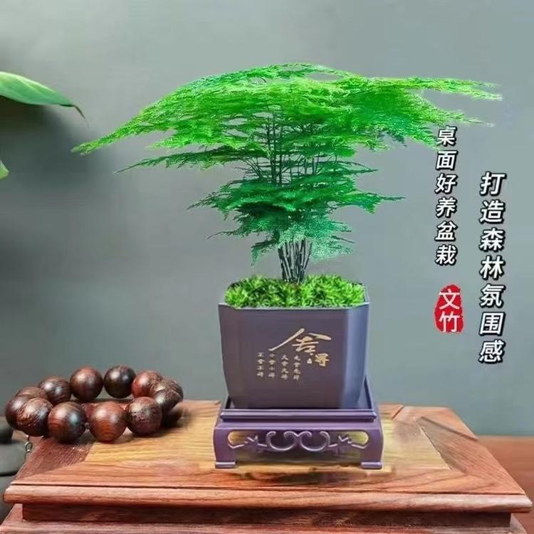 TLXT夏莱果树苗木专卖店