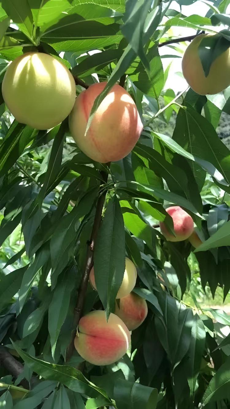陈氏水果铺