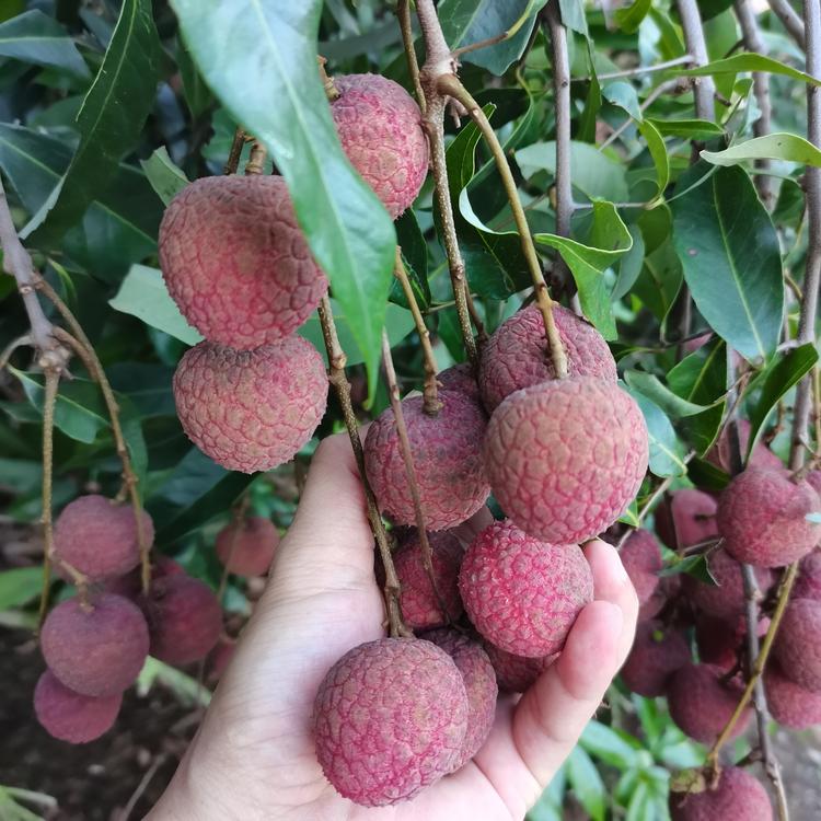 水果生鲜自由站