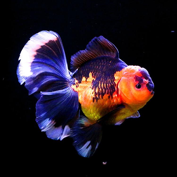 金鱼泡泡水产店